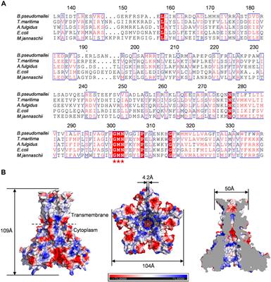 Ion selectivity and gating behavior of the CorA-type channel Bpss1228